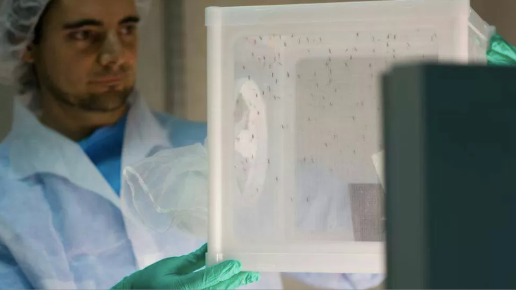 Un experimento con mosquitos resultó en el descubrimiento casual de un posible gran adelanto contra la malaria | GSK