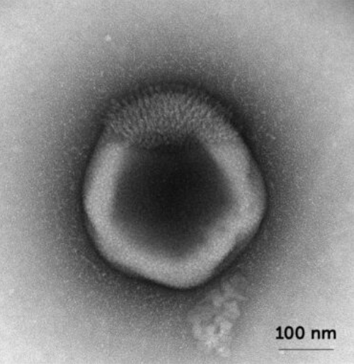 Les anàlisis han revelat una diversitat de formes sorprenent | bioRxiv