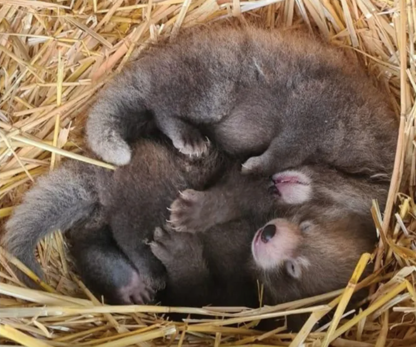 Los dos pandas rojos bessos no abandonarán el nido hasta que tengan dos meses | Whipsnade Zoo