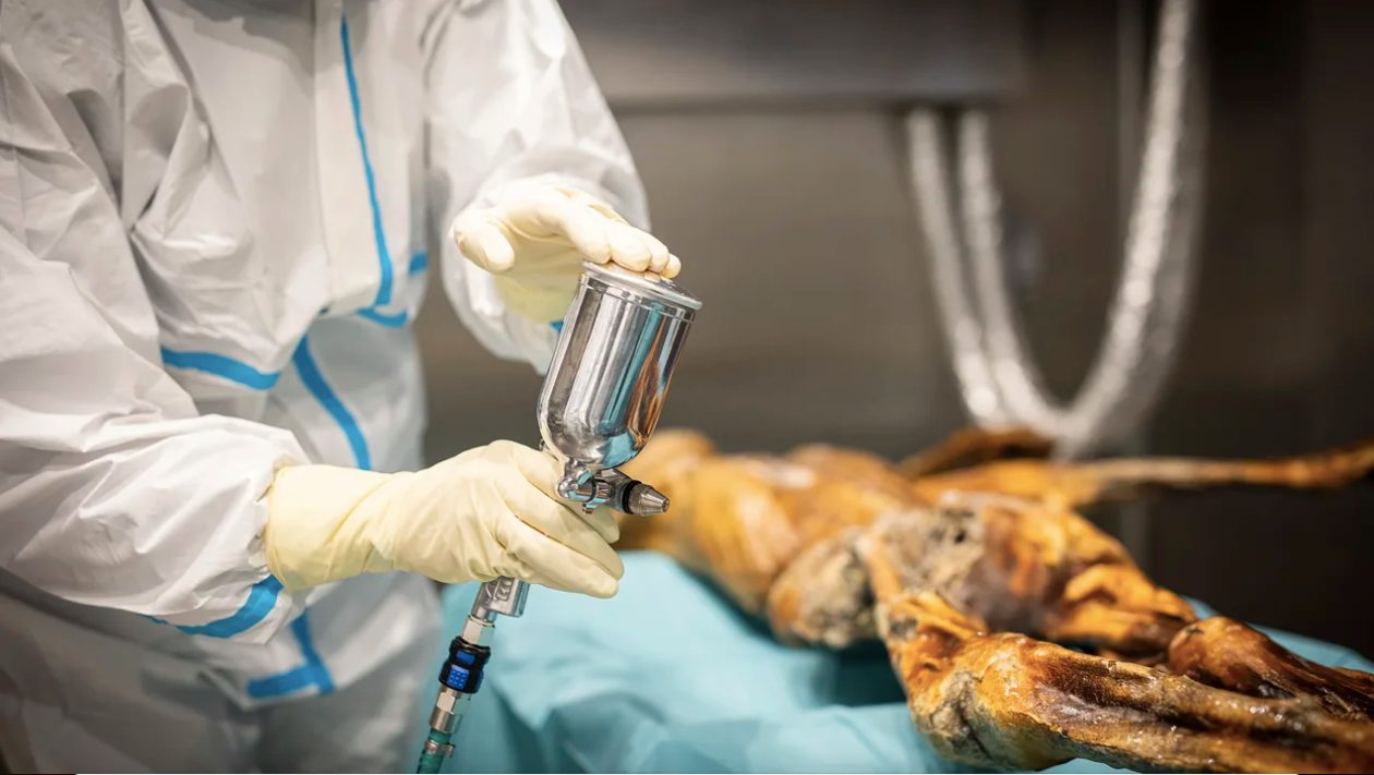 Ötzi, mort als Alps fa 5.300 anys, és una de les mòmies més fascinants que s'han trobat mai | Museu d'Arqueologia del Tirol del Sud