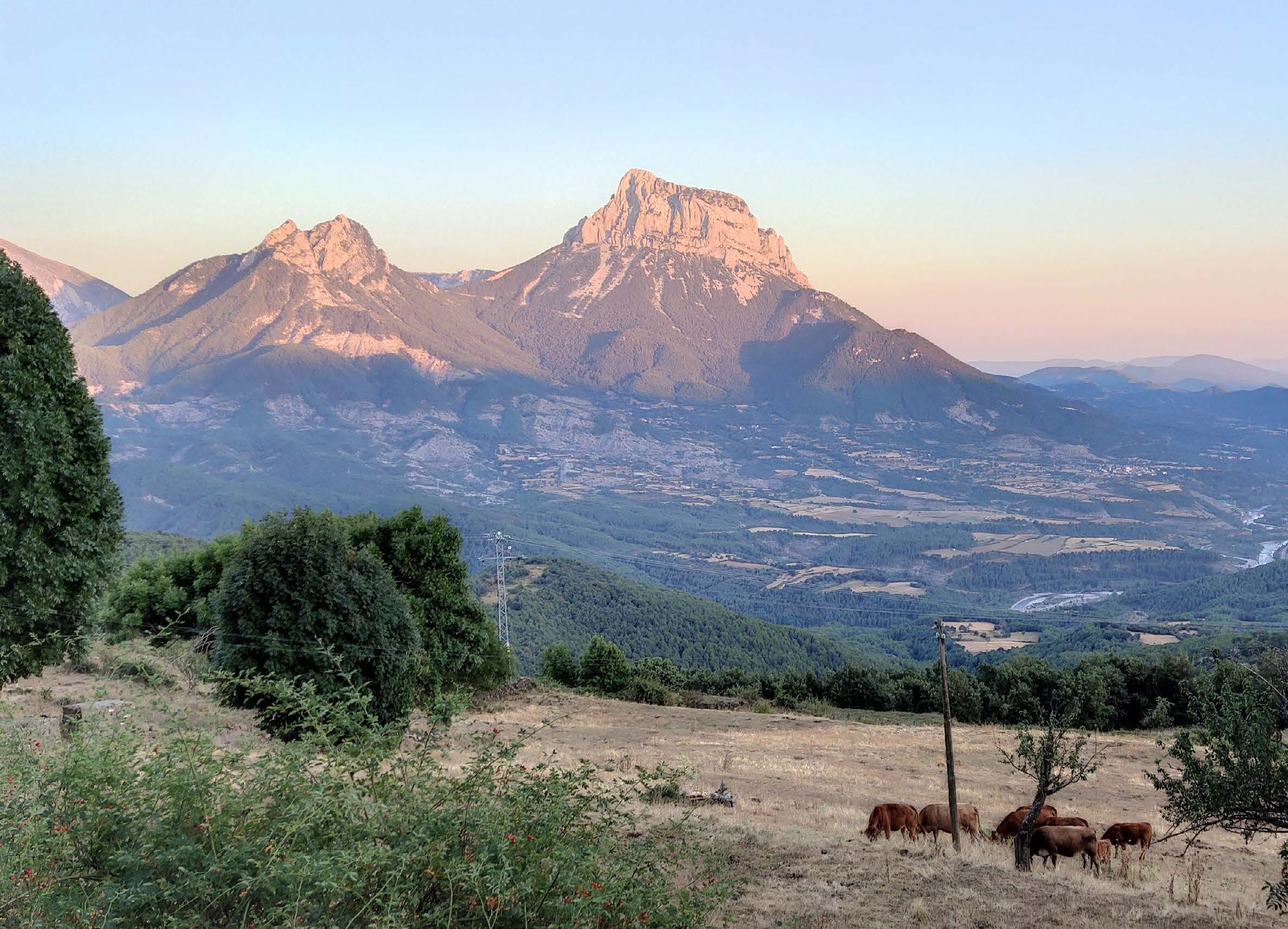 Ramat pasturant prop d’una zona forestal als Pirineus | OPCC