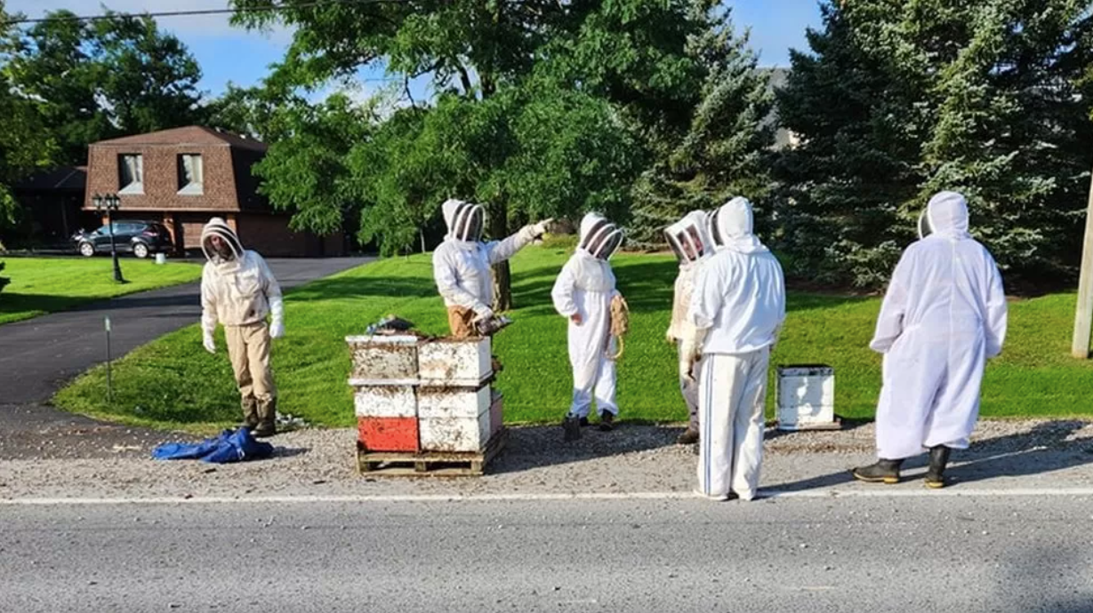 Els apicultors van treballar durant hores per rescatar les abelles | Michael Barber / Tri-City Bee Rescue