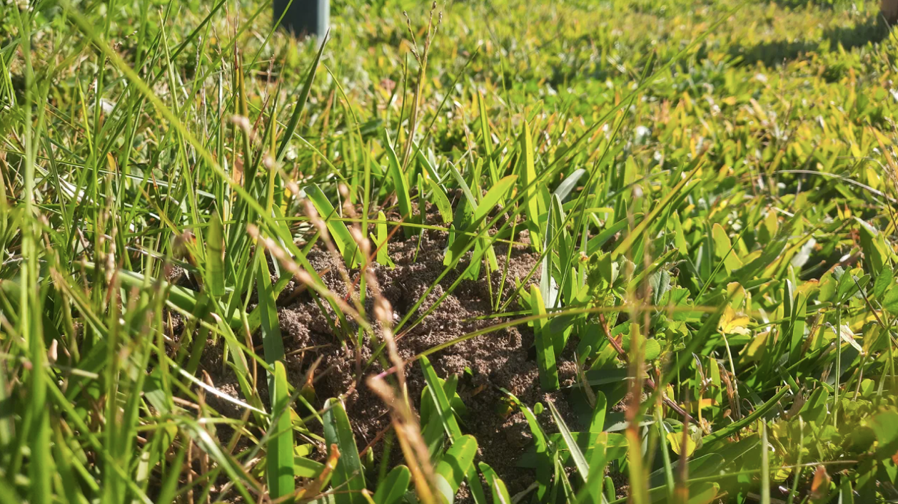 Un niu de formiga roja del foc a Sicília | Institut de Biologia Evolutiva CSIC-UPF