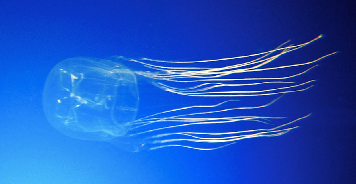 Un nou estudi demostra que aquestes meduses sense cervell són capaces d'aprenentatge per associació | Guido Gautsch / Wikimedia Commons