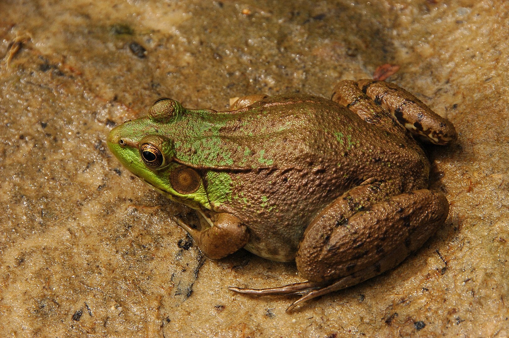 Cambiar el microbioma de las ranas las hace más resistentes al calor