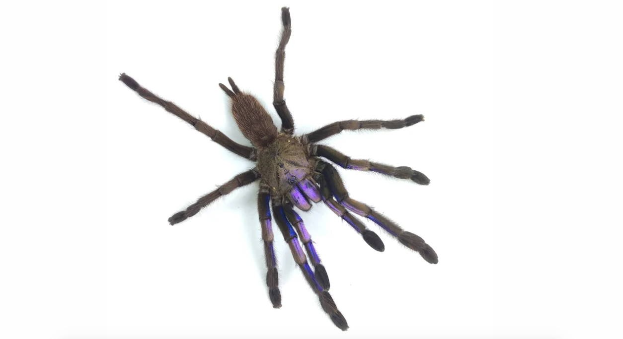 Los colores de esta tarántula pueden variar según la edad y el sexo de cada individuo | Narin Chomphuphuang