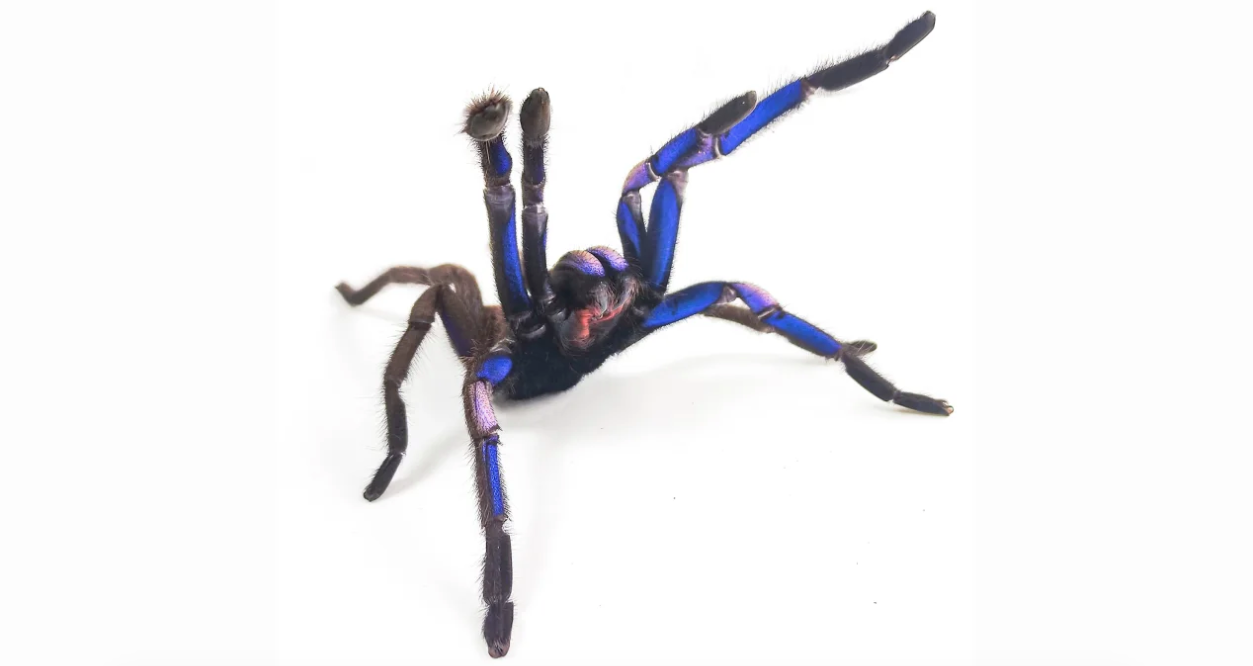 Els colors blavosos com el d'aquesta aranya són dels més difícils de trobar a la natura | Narin Chomphuphuang