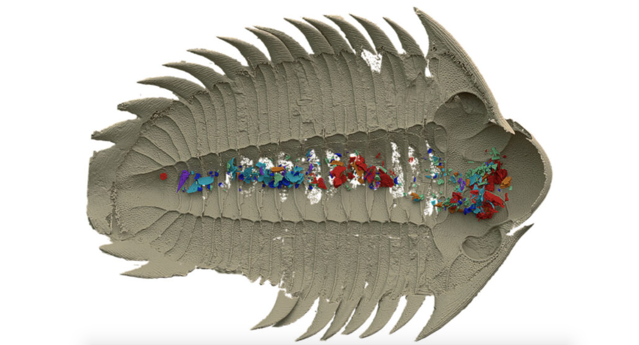 Les restes dels últims aliments d'aquest trilobit es van fossilitzar juntament amb ell | Nature