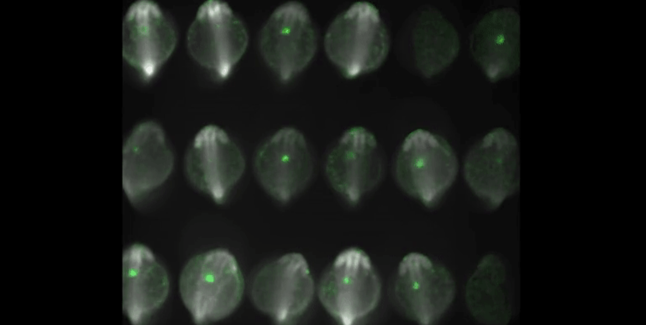 Les cèl·lules del cor s'activen totes alhora en un primer batec que ha sorprès molt els investigadors | Universitat de Harvard
