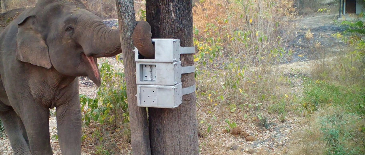 Els elefants asiàtics aprenen a resoldre trencaclosques amb una inquietud i una capacitat d'innovació diferent segons l'individu | CUNY