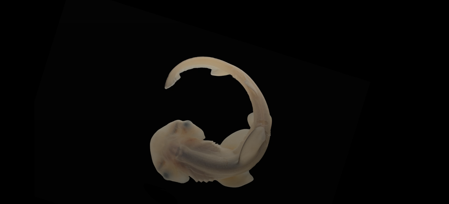 El cap dels peixos martell apareix durant el desenvolupament de l'embrió