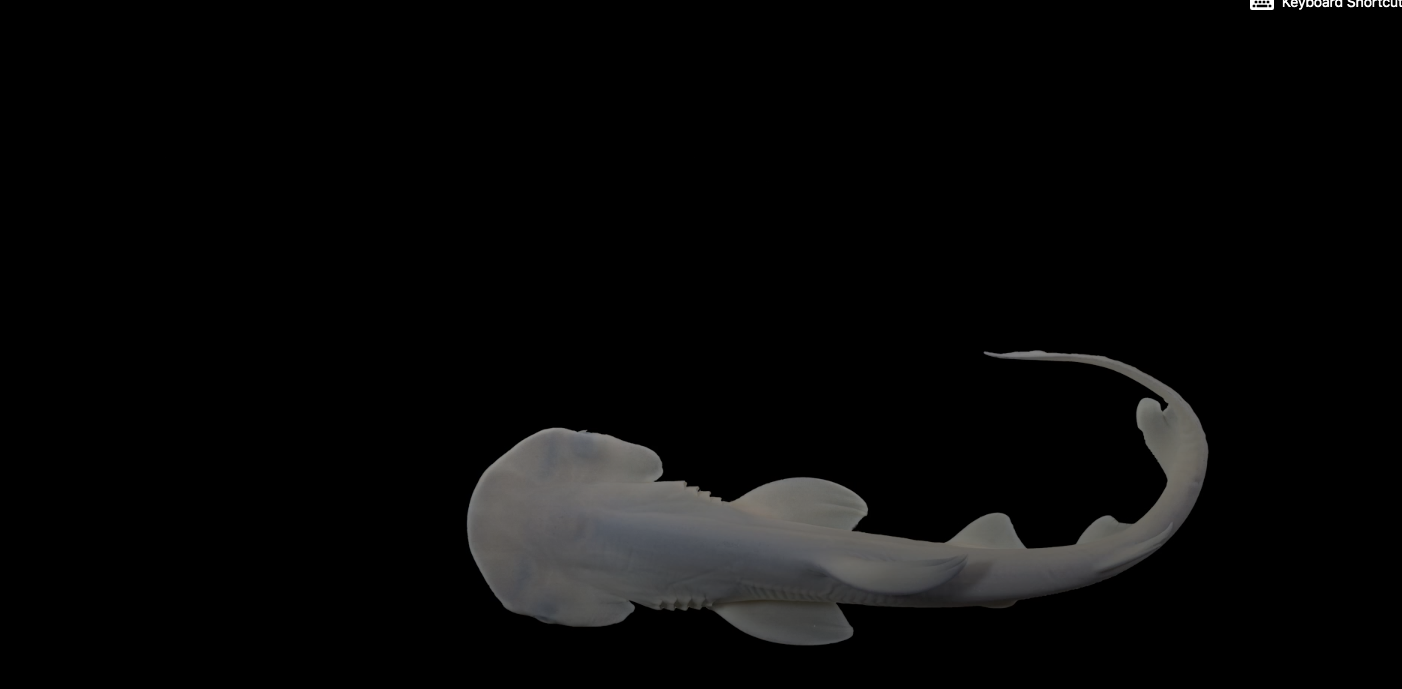 Una de las fases del desarrollo de un pez martillo