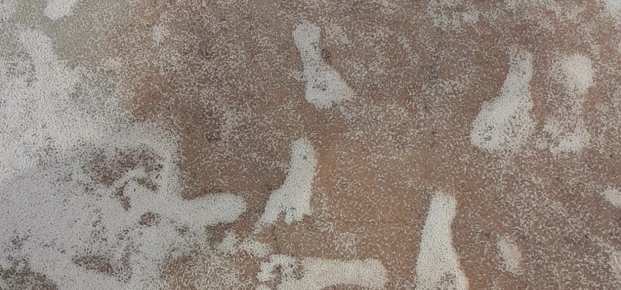 Los investigadores han conseguido demostrar claramente la antigüedad de las huellas | National Park Service