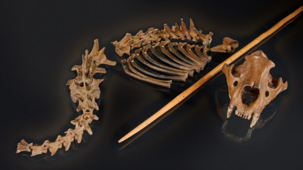 Les restes d'aquest lleó de les cavernes indiquen que devia ser caçat per neandertals | NLD