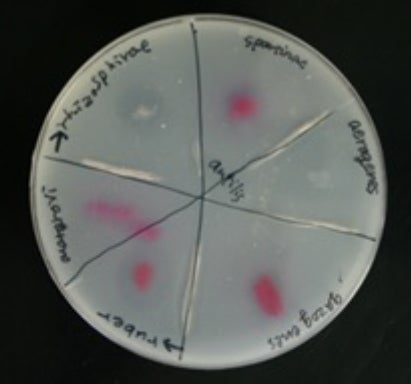 Los investigadores probaron como actuaban varias bacterias sobre el PBS | Universidad de Hokkaido