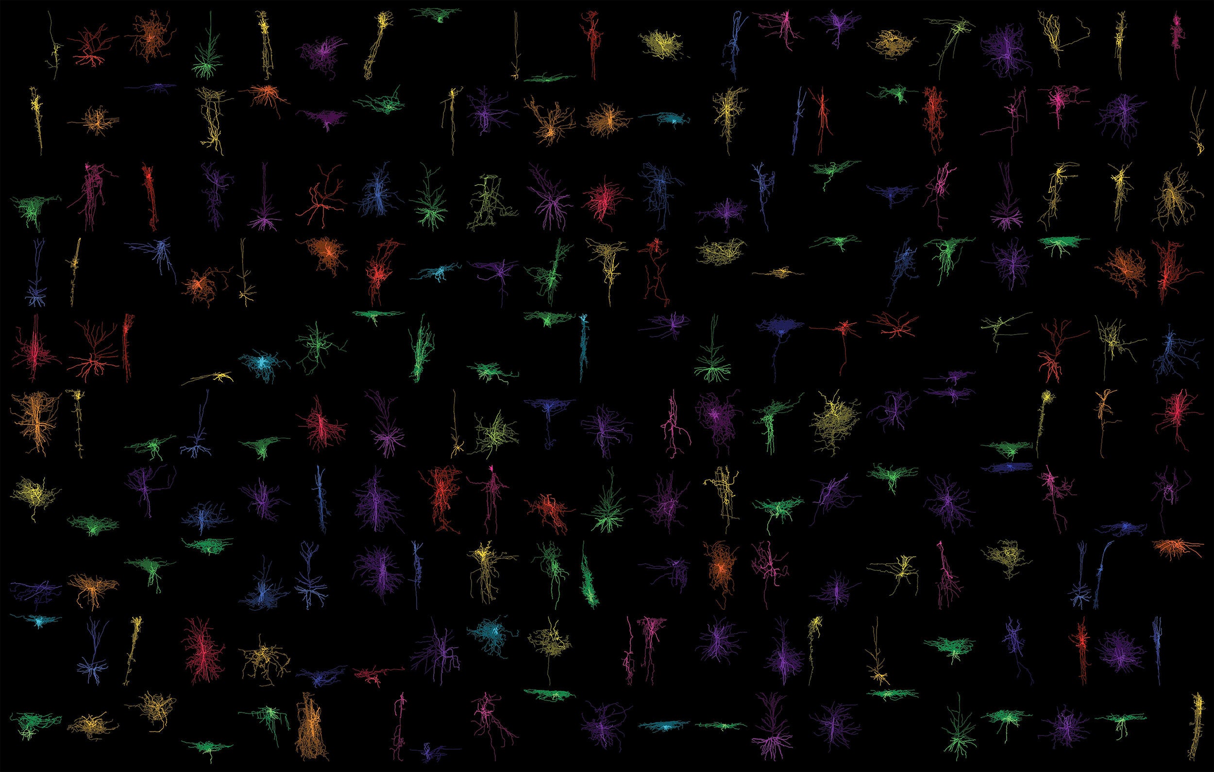 Aquest gran atles inclou un catàleg enorme de tipus diferents de neurones | Karolinska Institute / Institut Allen de Ciència del Cervell