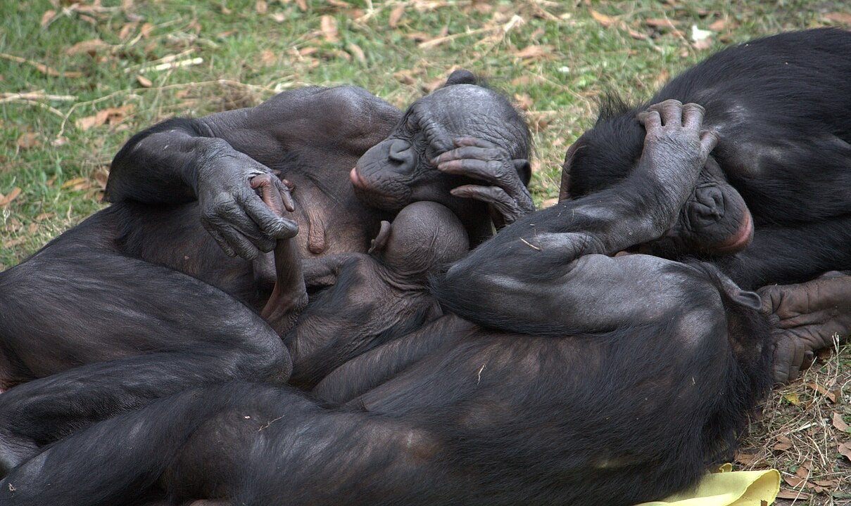 Els bonobos són un dels animals més propers als humans | LaggedOnUser / Wikimedia Commons (CC BY-SA 2.0)
