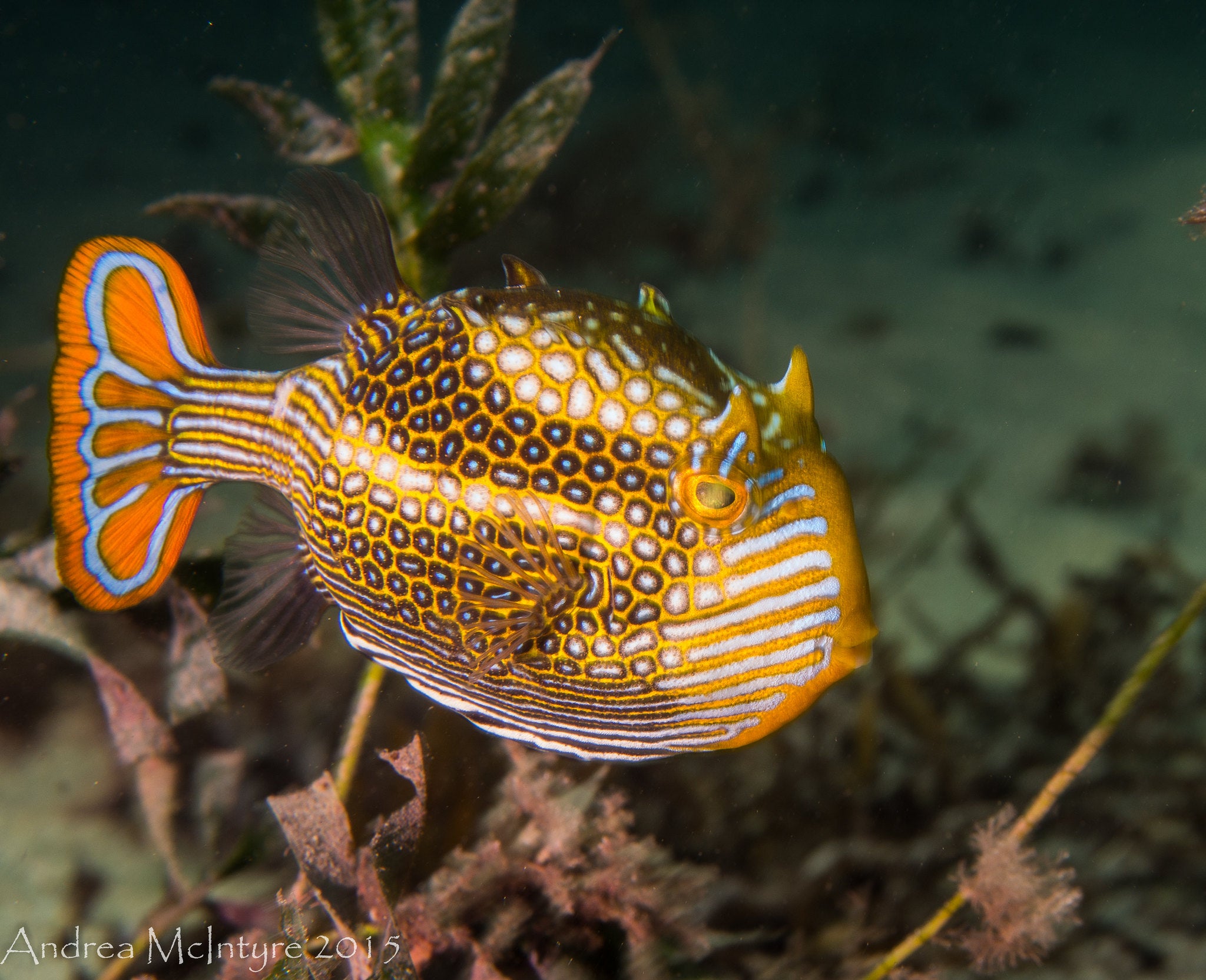 Aquest peix té uns patrons cromàtics que no es podiem explicar només amb la hipòtesi proposada per Turing | Andrea McIntyre / Flickr / CC BY-NC-SA