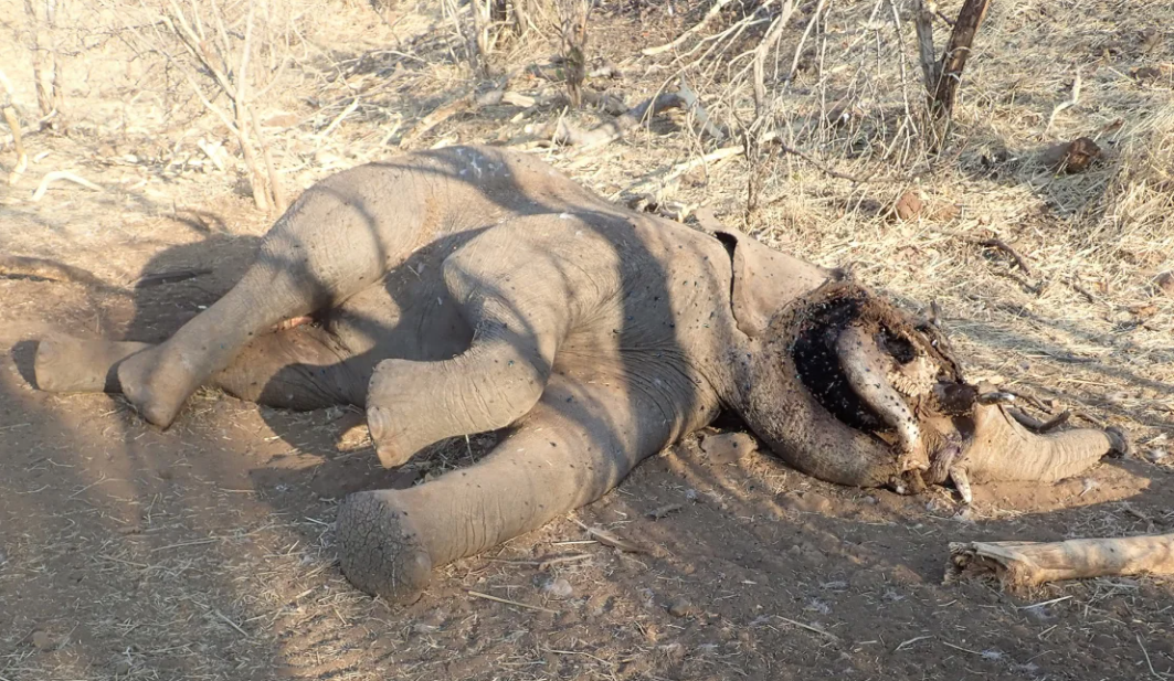 Esta bacteria y otro de semblante han estado detrás de la muerte de centenares de miles de animales en muy poco tiempo | Chris Foggin