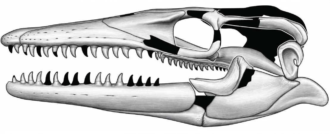 El cráneo y los dientes de este mosasaure desconcertaron los paleontólogos | Museo Americano de Historia Natural