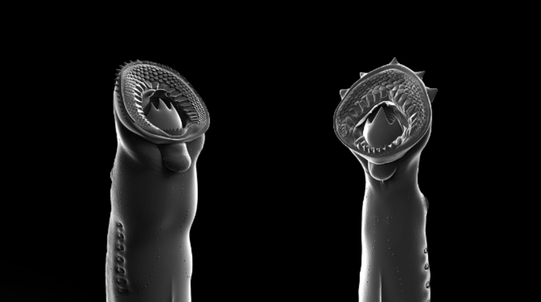 L'anàlisi de la boca i les dents d'aquestes llamprees fòssils ha permès omplir un buit a la història de la seva evolució | Heming Zhang