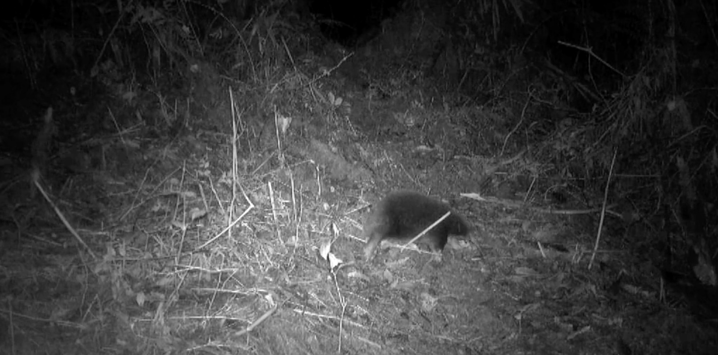 L'equidna de bec llarg d'Attenborough és una de les només tres espècies d'aquests animals que han sobreviscut fins als nostres dies | Expedition Cyclops