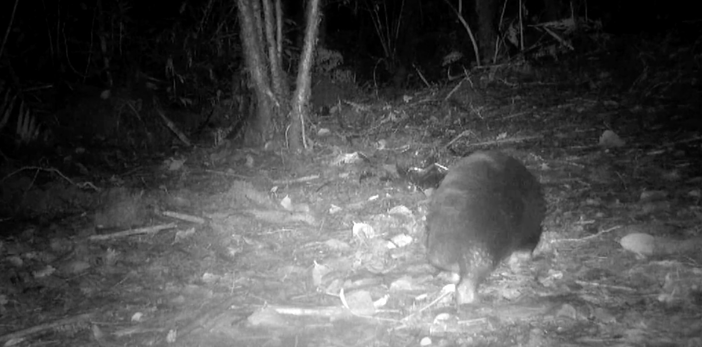 Les càmeres trampa han permès comprovar que l'equidna de bec llarg d'Attenborough encara existeix | Expedition Cyclops