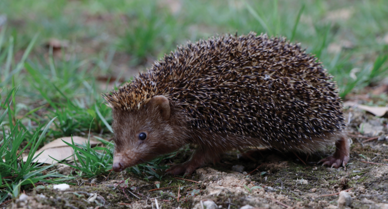 Aquesta nova espècie d'eriçó ha estat descoberta a la Xina i destaca per la seva mida petita | ZooKeys