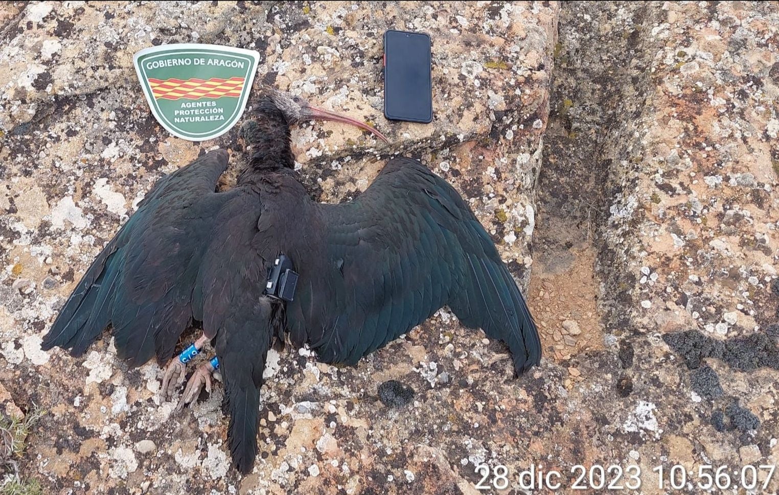 La Knubbel después de morir abatida a tiros | APN Aragón (CEDIDA)