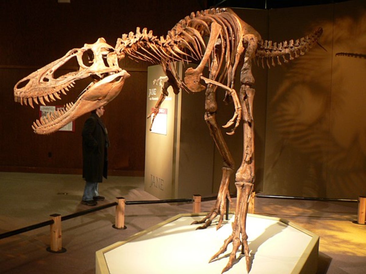 L'esquelet de la Jane, un dels Nanotyrannus trobats al món | Wikimedia commons