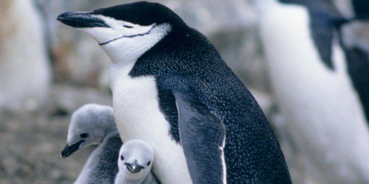 Imatge d'arxiu d'un pingüí carablanc | US National Oceanic and Atmospheric Administration