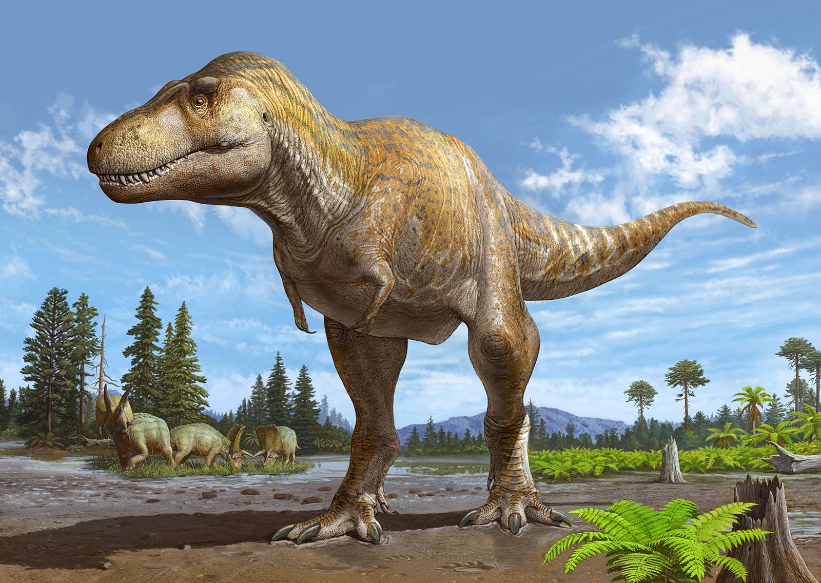 La representació d'un Tyrannosaurus mcraeensis per part de l'artista Sergey Krasovkiy | New Mexico Museum of Natural History & Science