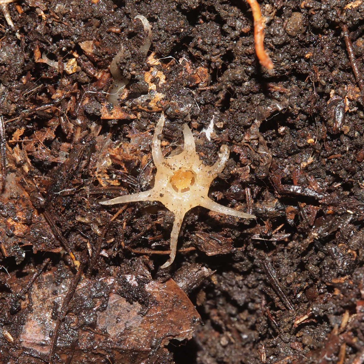 Una Relictithismia kimotsukiensis, també coneguda com a 'llanterna de fada' | Universitat de Kobe