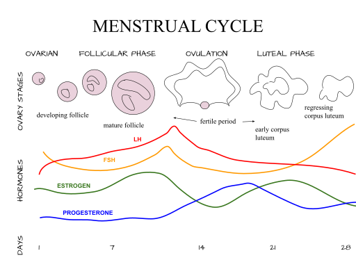El cicle menstrual | Wikimedia Commons
