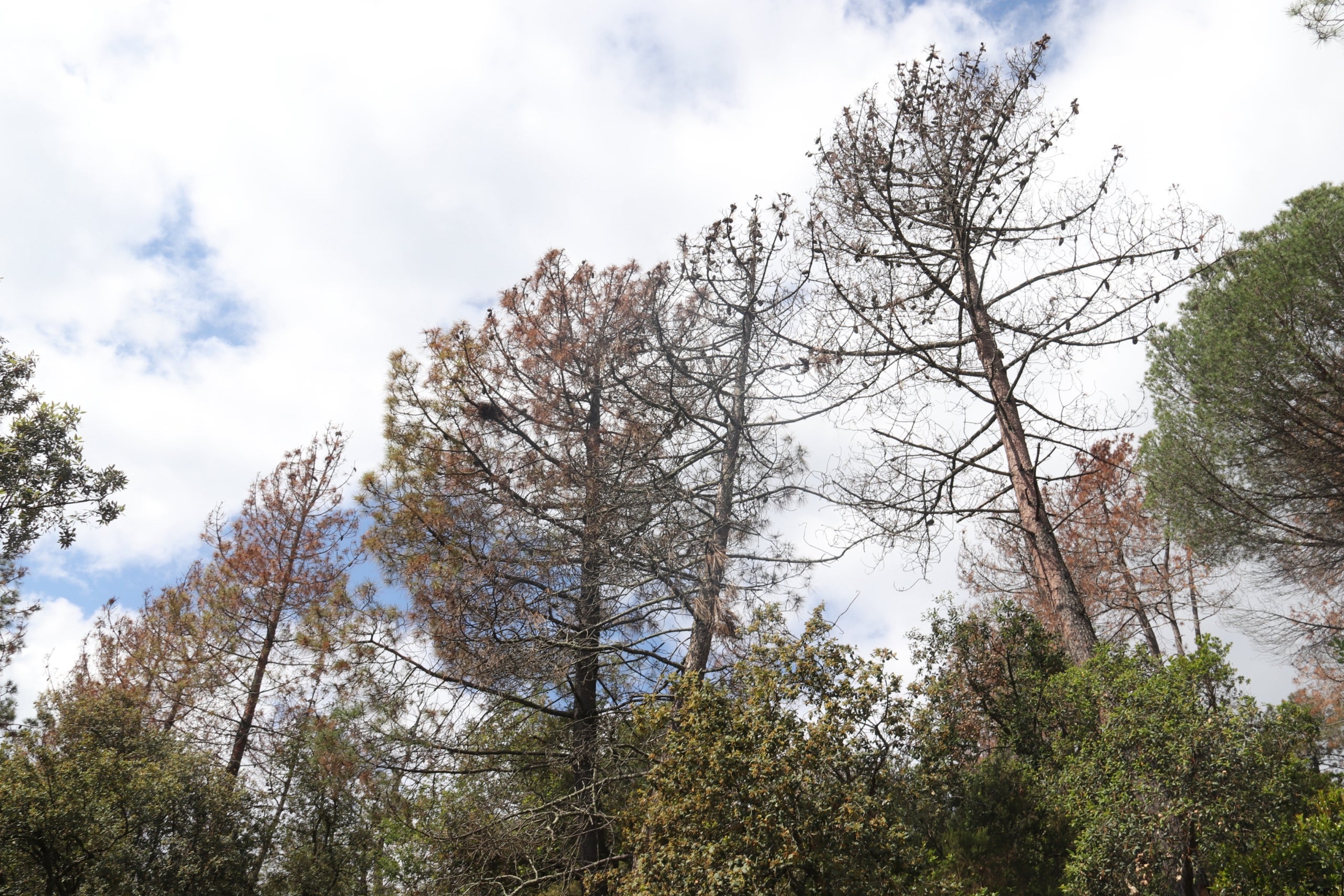 Tres pins morts per la manca d’aigua dels últims anys en un bosc de Brunyola | Aleix Freixas (ACN)