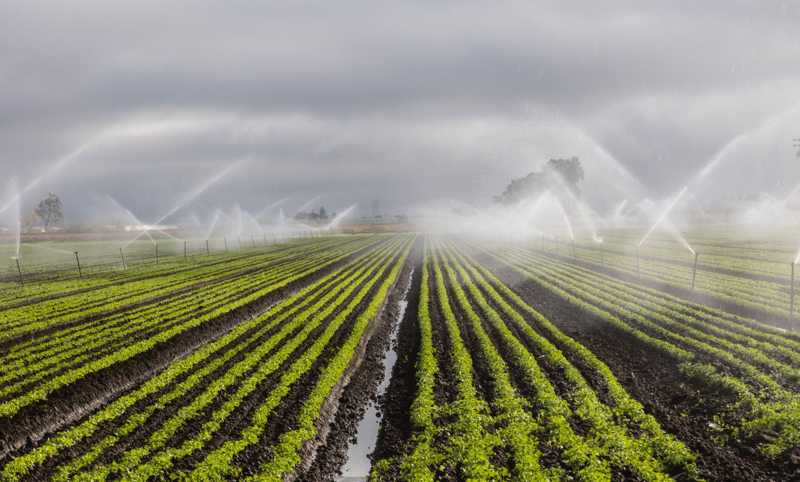 Reg agrícola amb aspersors | Eurecat Lleida
