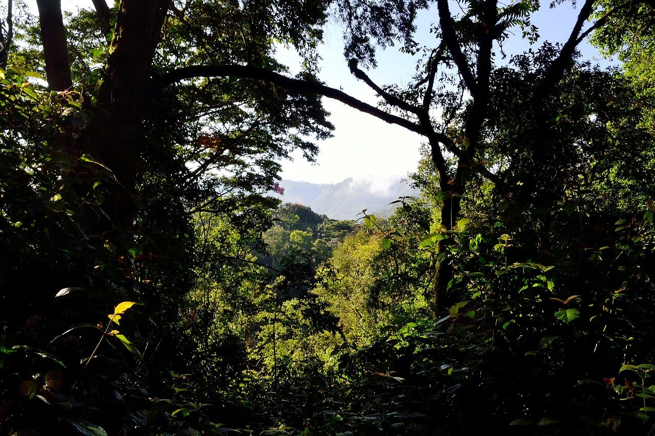 Una imatge del Parc Nacional de la Selva Impenetrable de Bwindi, a Uganda | Pixabay