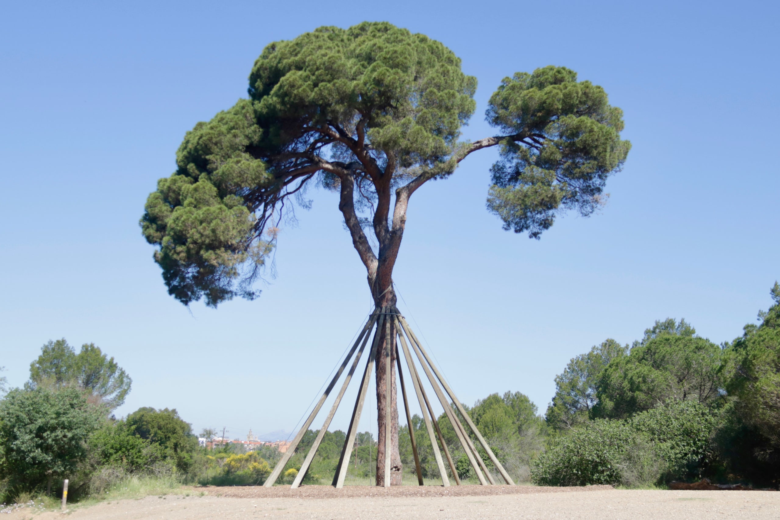 El Pi d'en Xandri, a Sant Cugat del Vallès | Jordi Pujolar (ACN)