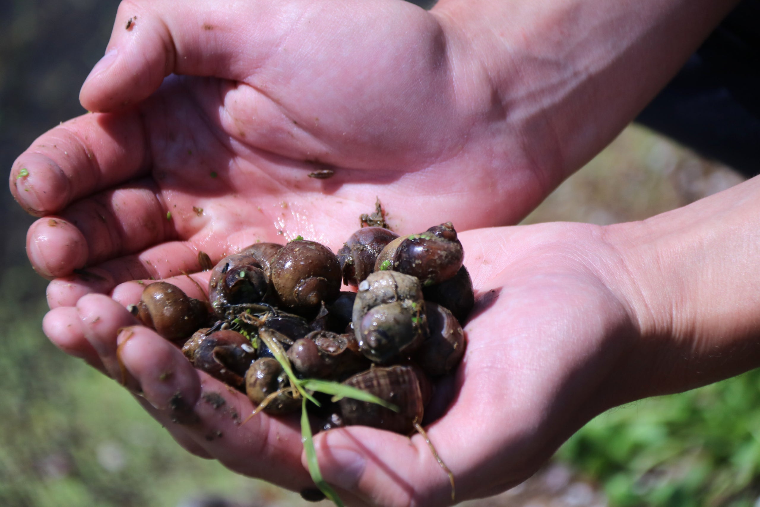 Exemplars de caragol poma en una finca de Deltebre | Jordi Marsal (ACN)