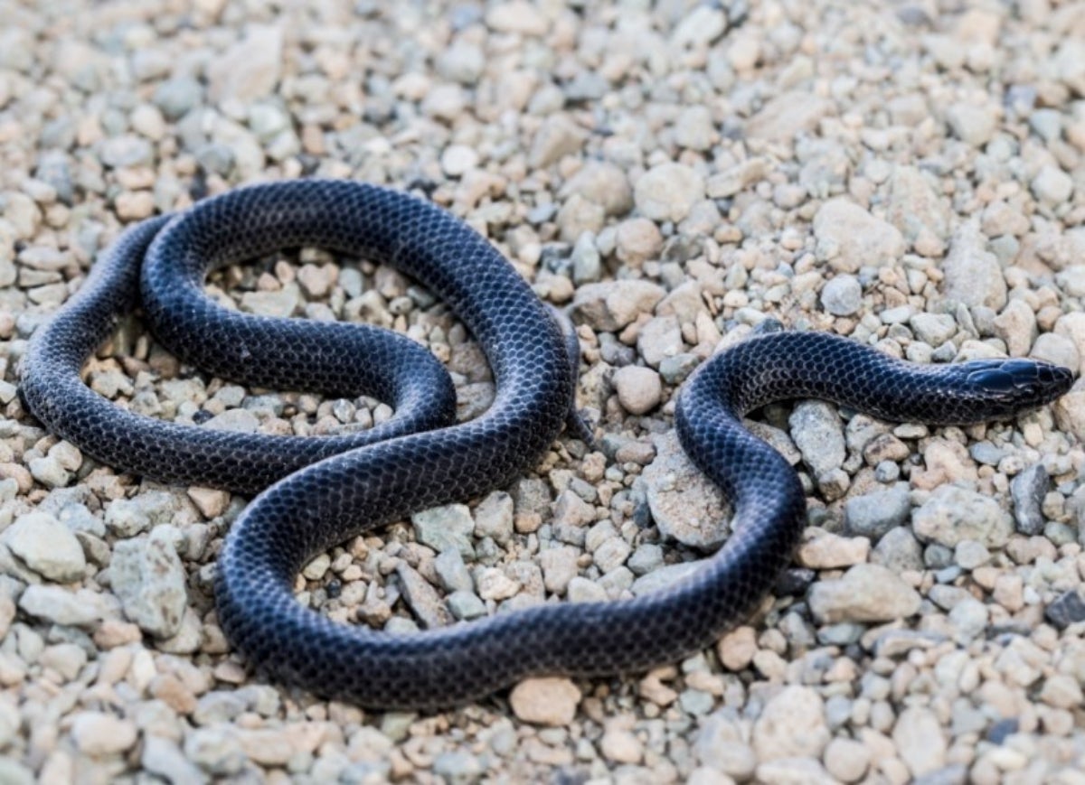 Rhynchocalamus hejazicus, el nou tipus de serp descoberta a l'Aràbia Saudita | PENSOFT PUBLISHERS / Europa Press