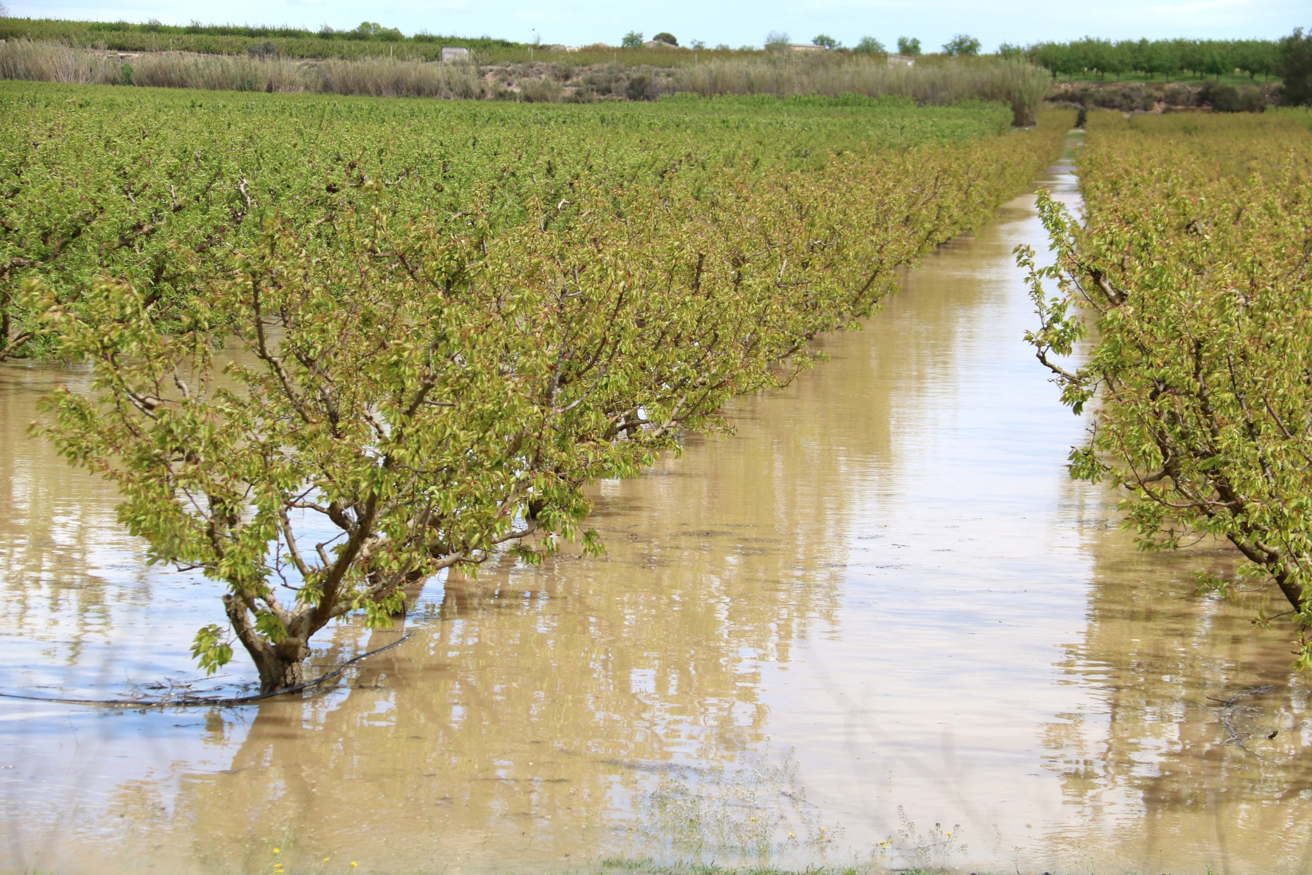 Camp d'arbres fruiters inundats per la crescuda del riu Cinca al seu pas per Massalcoreig | Alba Mor (ACN)