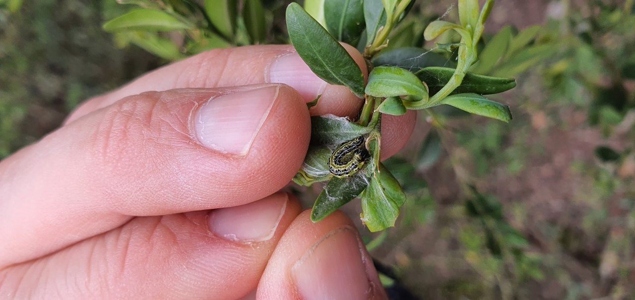Una oruga del boj en la bojeda de Valielles| Acción Climática