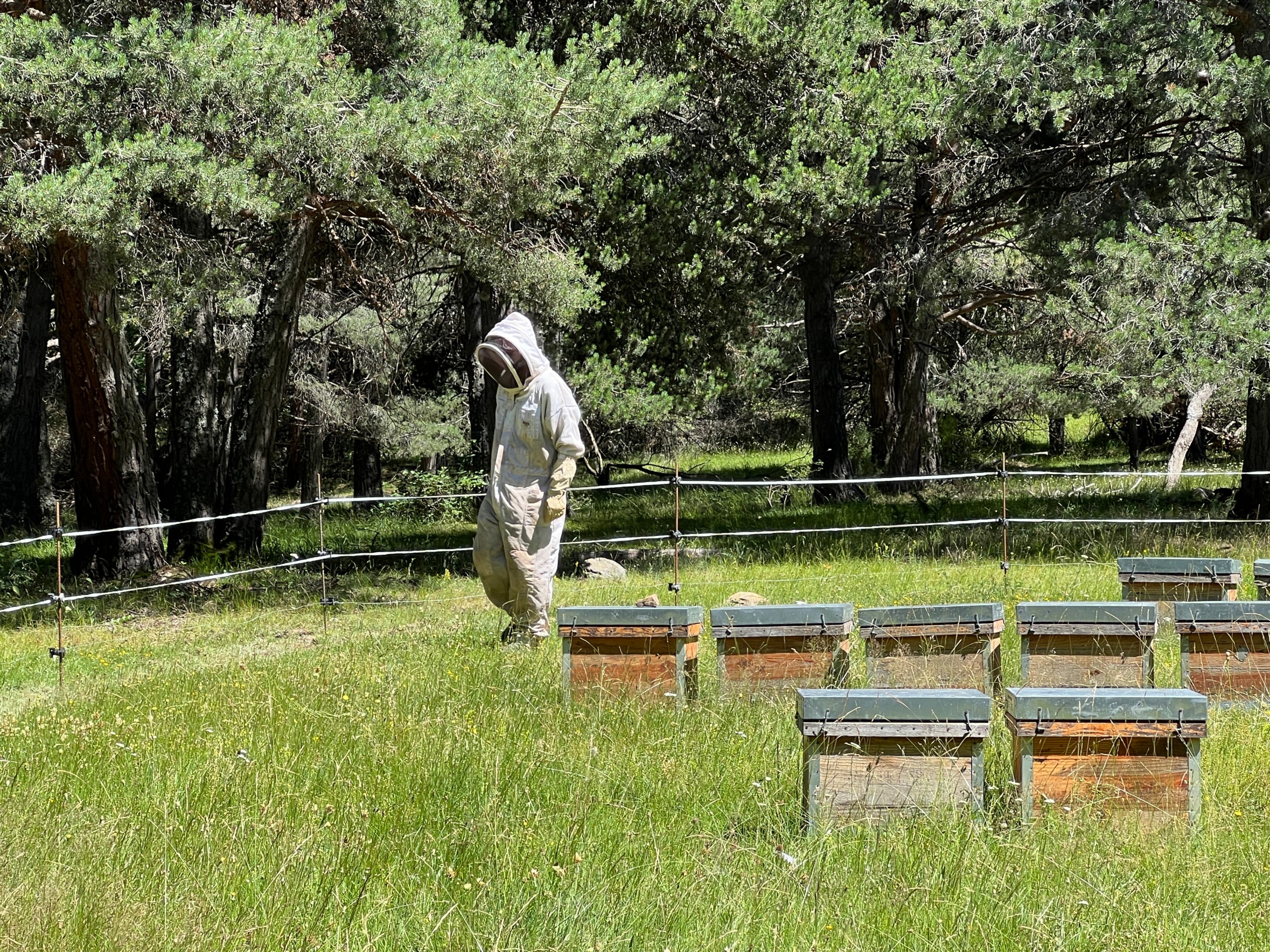 Un apicultor en un assentament apícola | Marta Lluvich (ACN)
