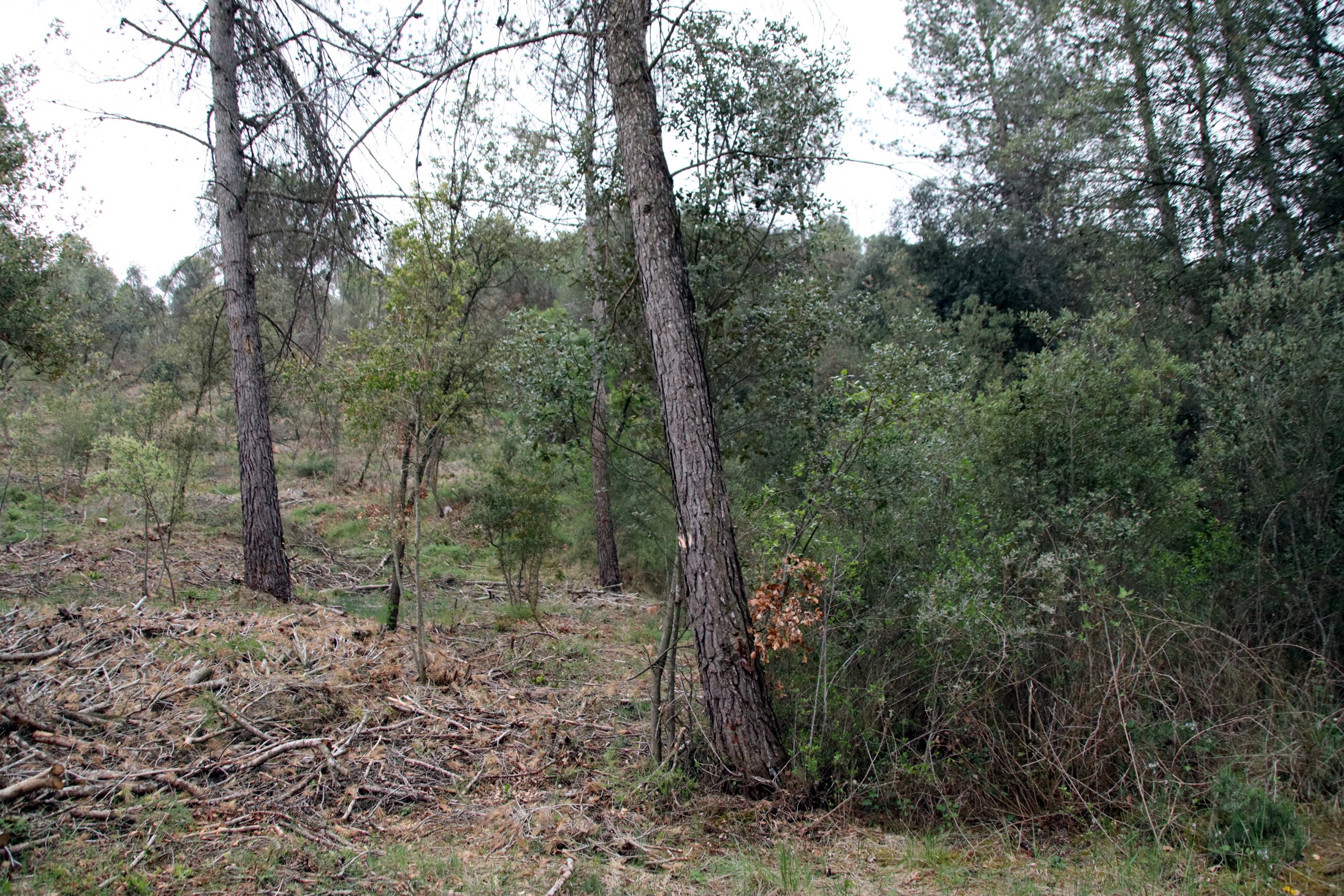 Zona estratègica de gestió forestal delimitada per un arbre | Laura Busquets (ACN)