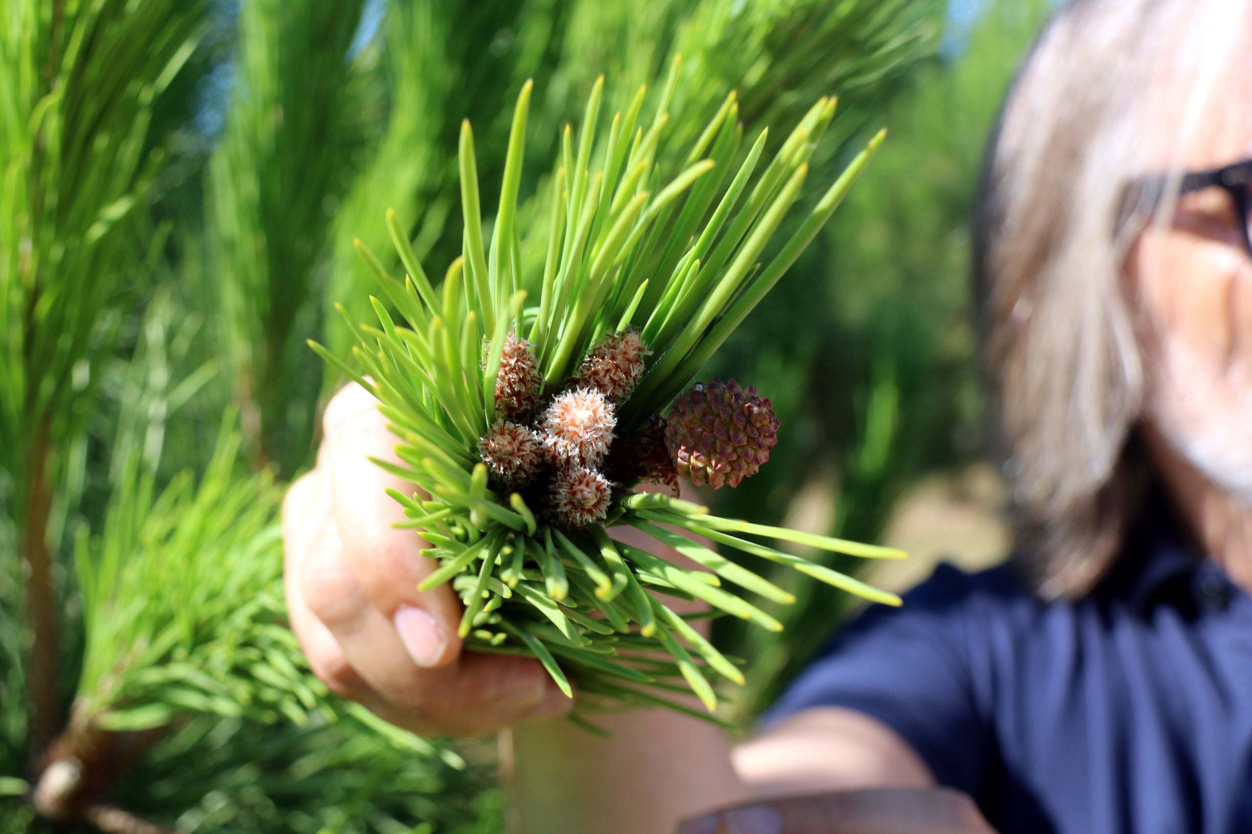 Detall d'algunes pinyes que creixen en un dels arbres del bosc de millora genètica del centre de Riells i Viabrea | Xavier Pi