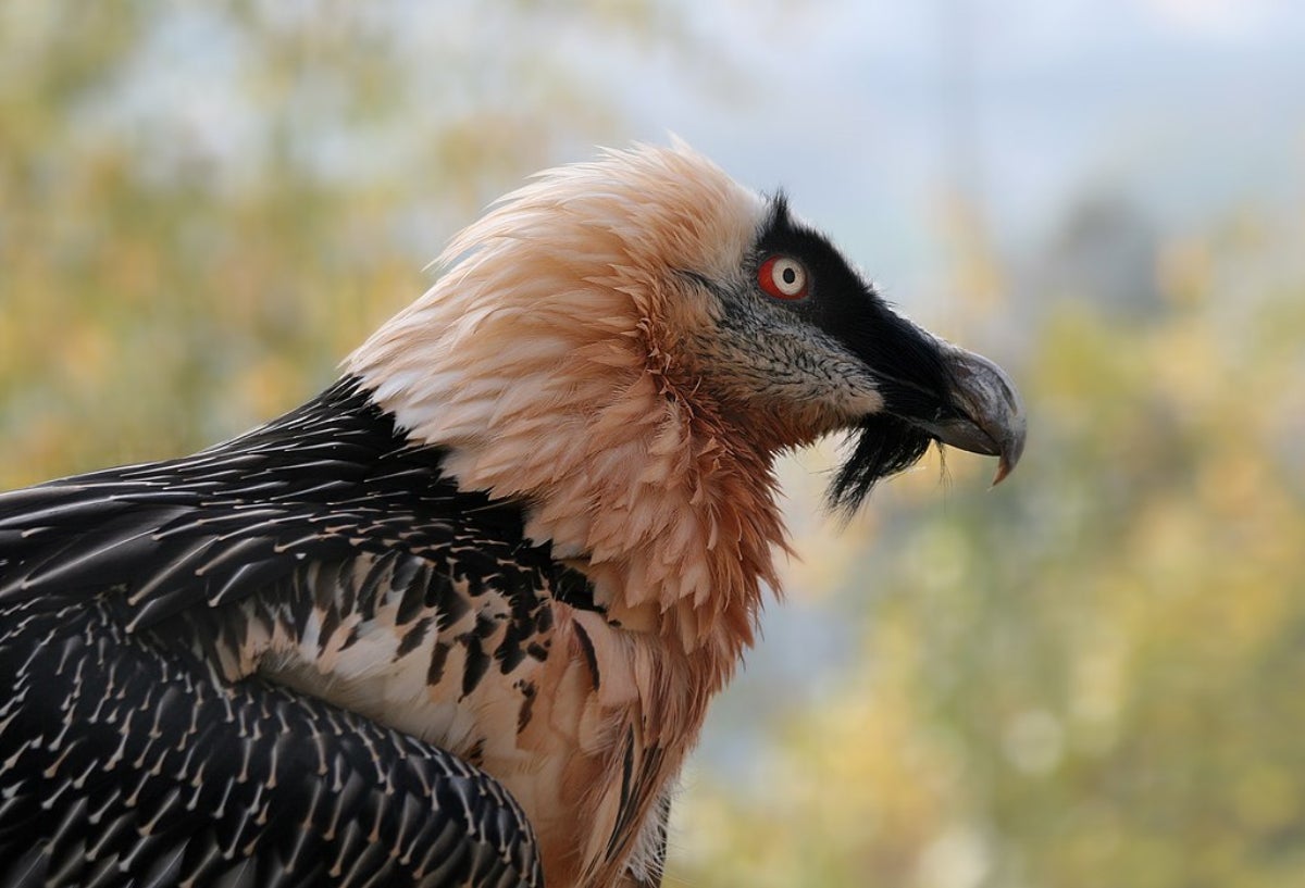 Un exemplar de Trencalòs | Wikimedia Commons
