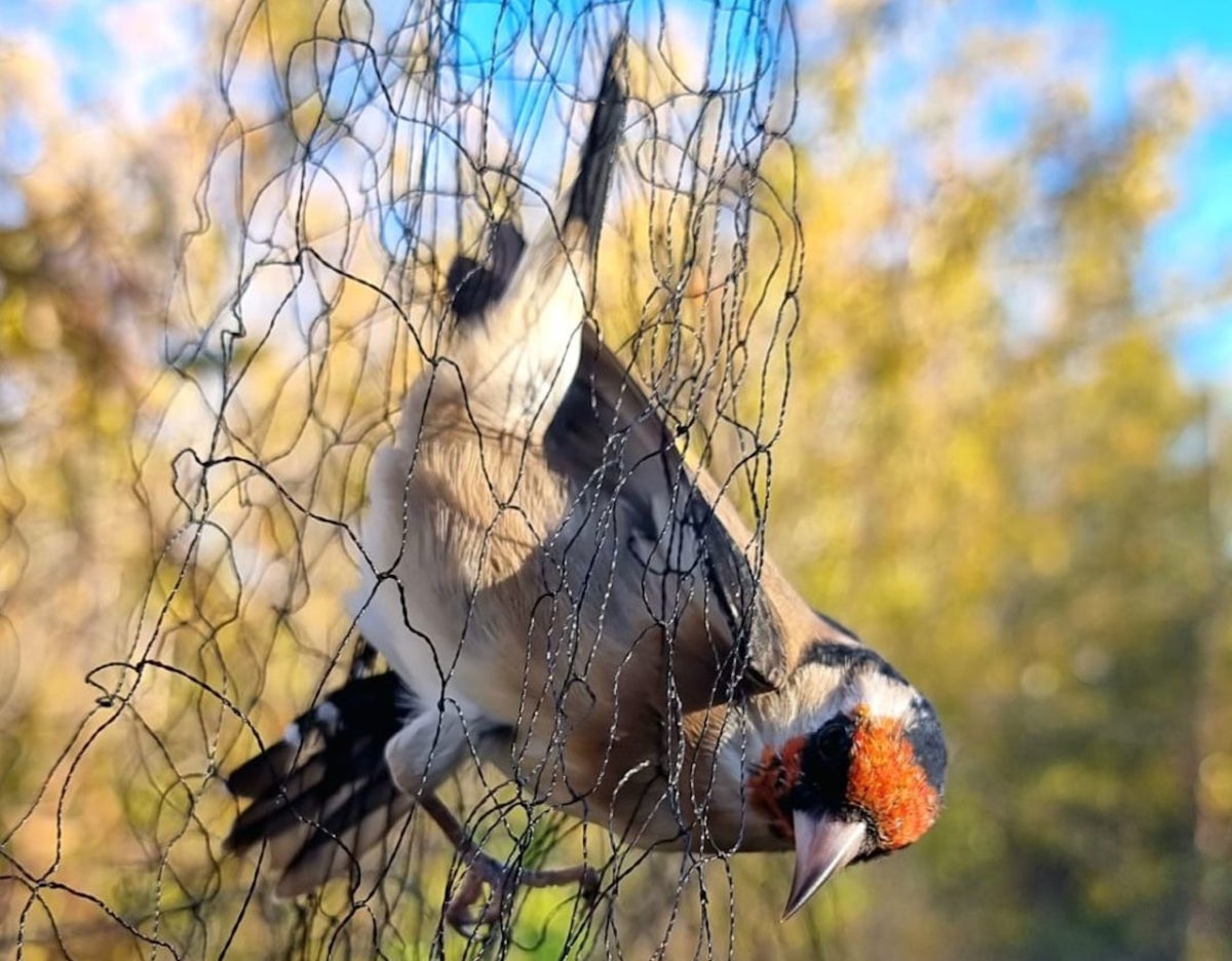 Una cadernera atrapada en una de les xarxes a Corbins, al Segrià | Agents Rurals