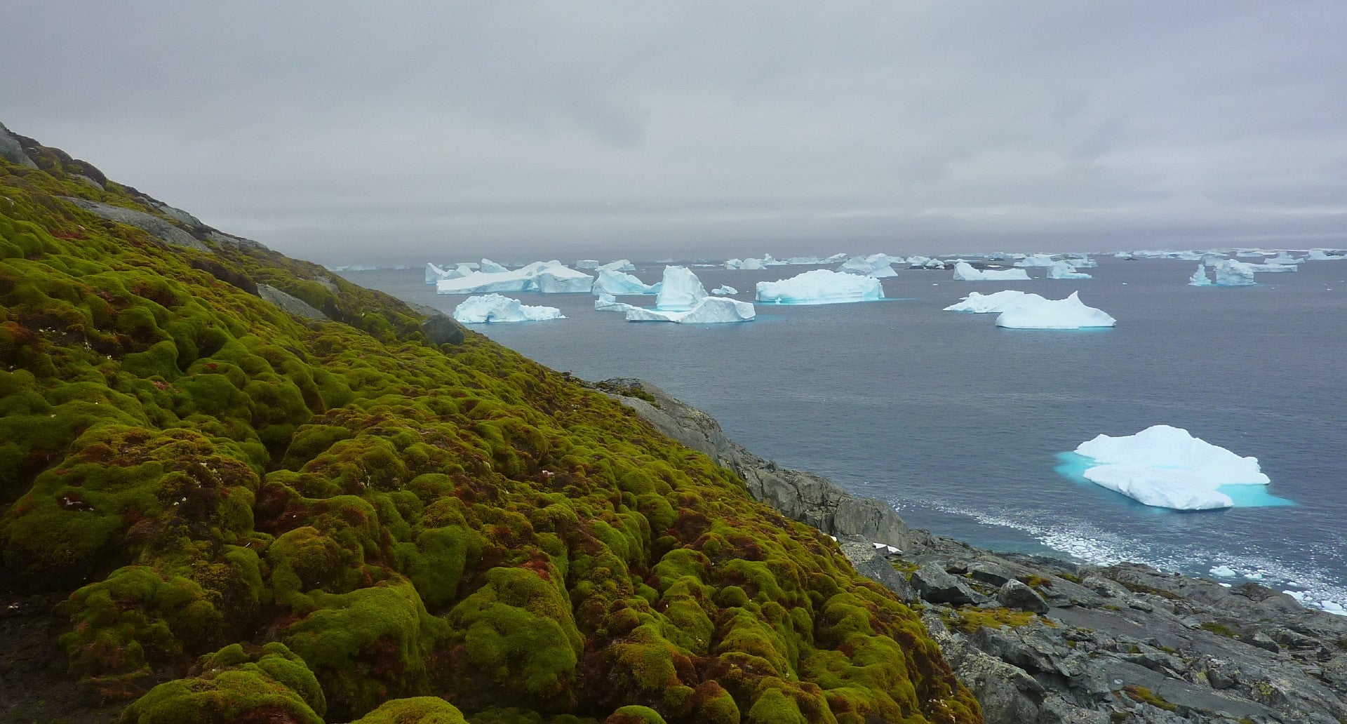 El paisaje en la península Antártica ha cambiado y muestra un 'reverdecer' | Matt Amesbury (University of Exeter)