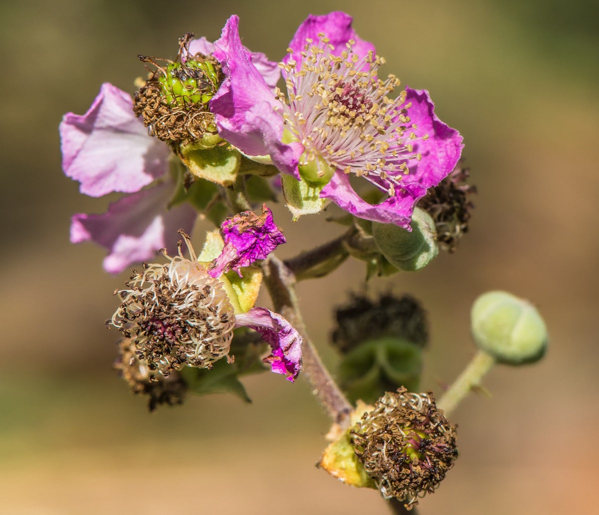 Un esbarzer fent flor | Wikimedia Commons