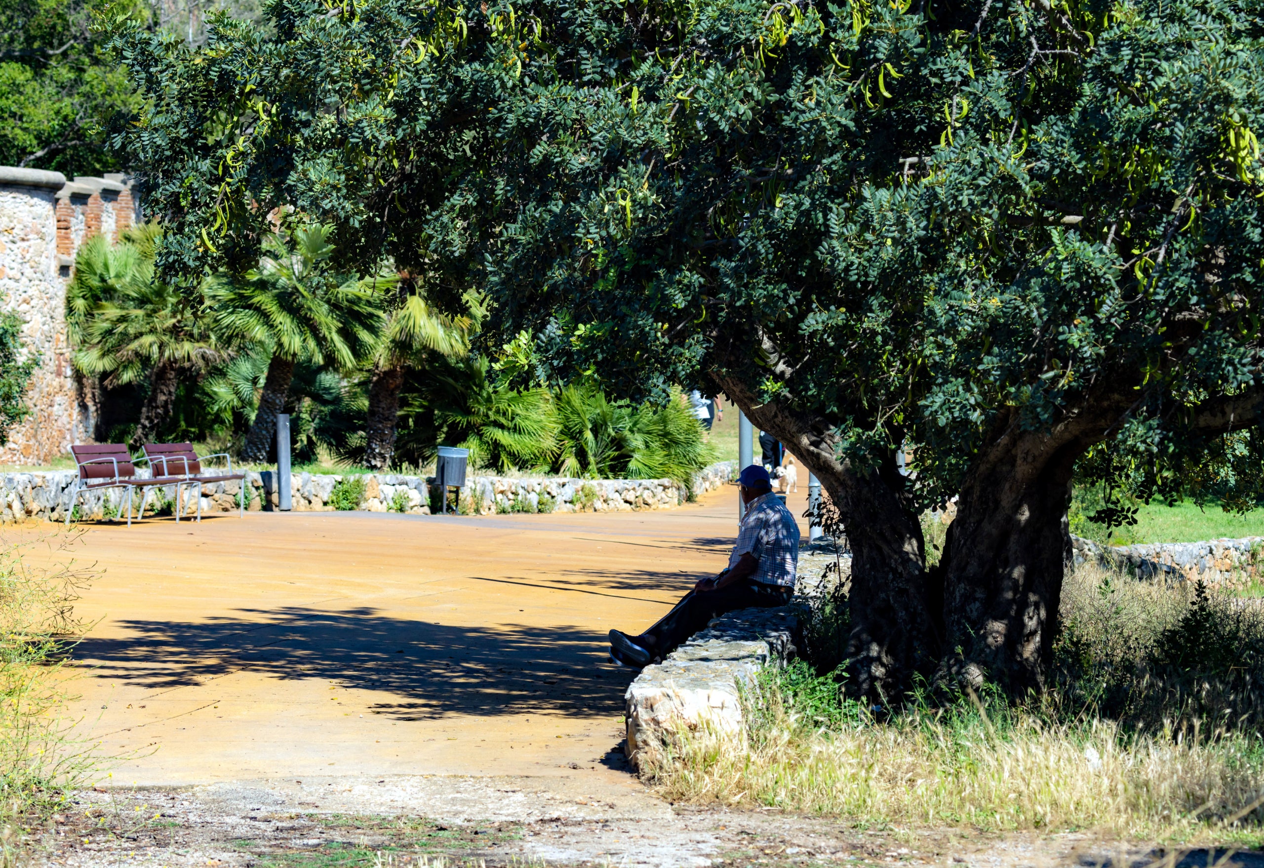 Un home gran descansa sota l'ombra d'un gran arbre. | AMB